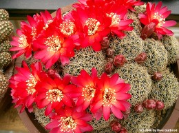 Sulcorebutia spec. 